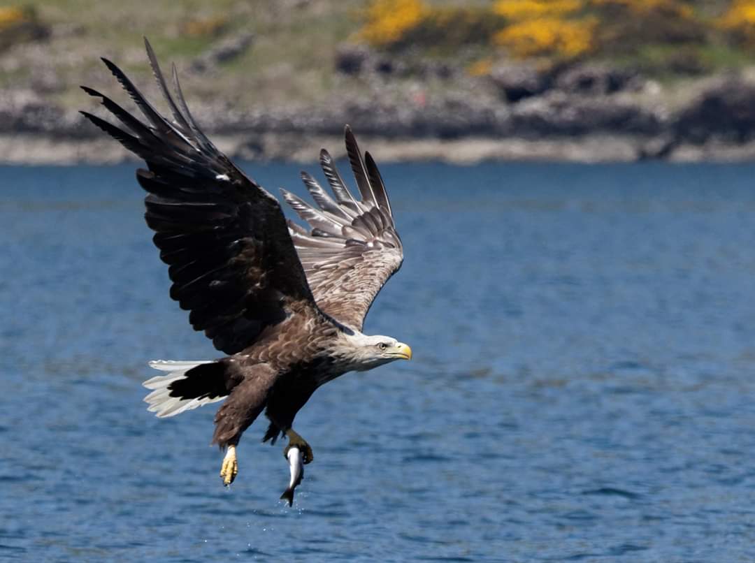 Les anatidés, passereaux et rapaces de la réserve du Blankaart (Belgique)